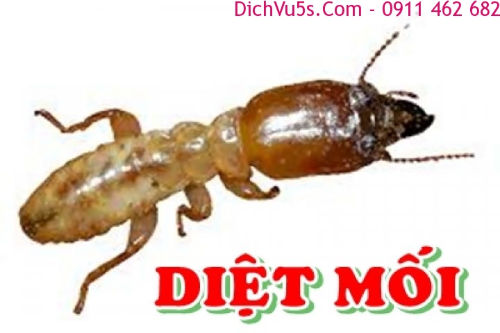 Dịch vụ 5S