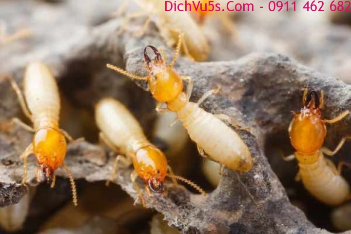 Dịch vụ 5S