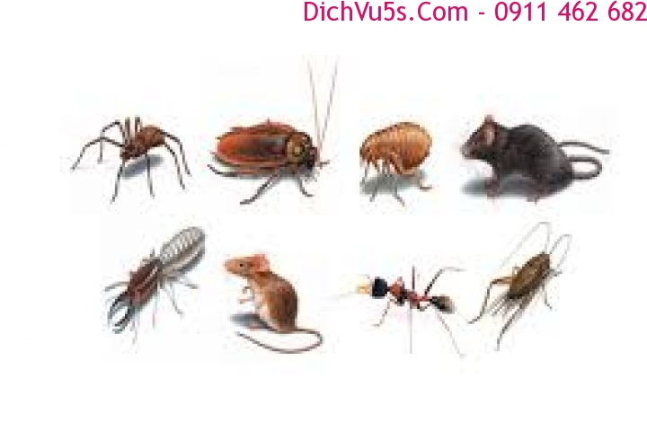 Dịch vụ 5S