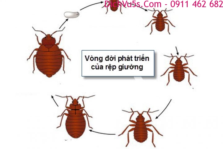 Dịch vụ 5S