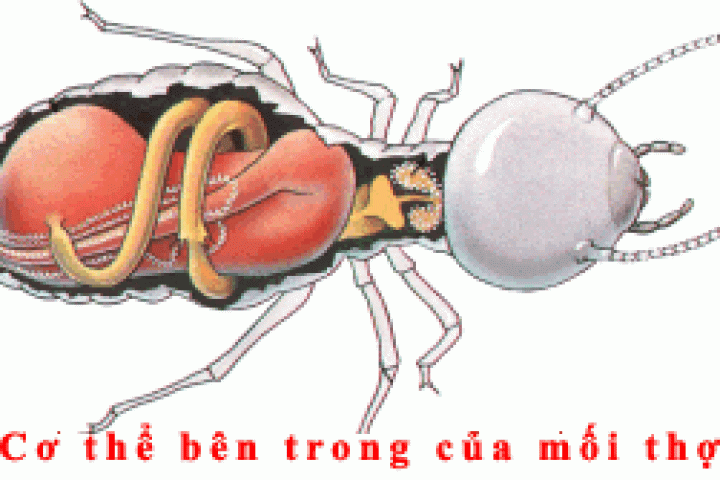 Dịch vụ 5S