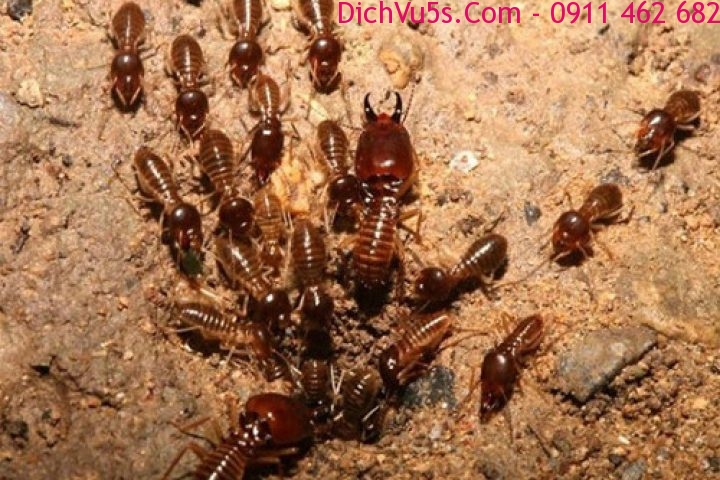 Dịch vụ 5S
