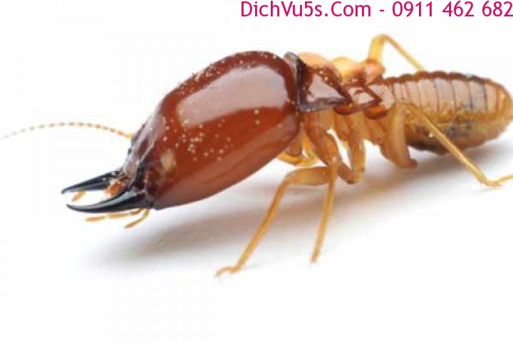 Dịch vụ 5S