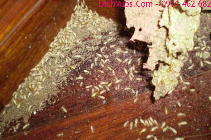 Dịch vụ 5S