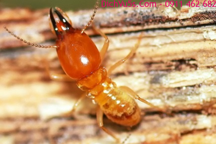 Dịch vụ 5S