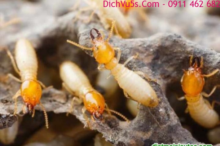 Dịch vụ 5S