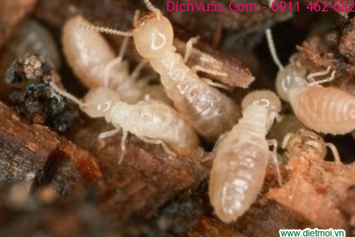 Dịch vụ 5S